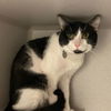 adoptable Cat in Aurora, CO named SOCCER