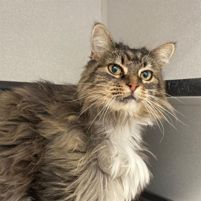 adoptable Cat in Aurora, CO named CHARLOTTE