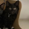adoptable Cat in  named MACARONI