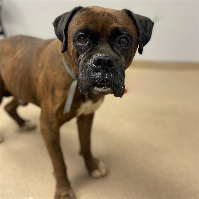 adoptable Dog in Aurora, CO named COLT