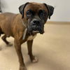 adoptable Dog in  named COLT