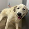 adoptable Dog in  named KLONDIKE