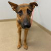 adoptable Dog in  named REMI
