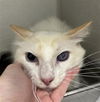 adoptable Cat in  named DUSTFINGER