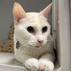 adoptable Cat in  named AZULA