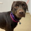 adoptable Dog in  named KIT KAT