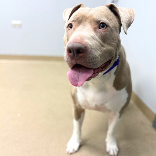 PORTIA, an adoptable American Staffordshire Terrier in Aurora, CO