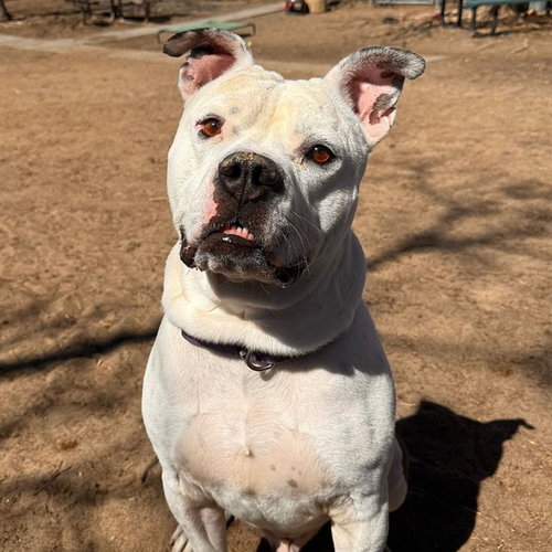 UNO, an adoptable American Bulldog in Aurora, CO