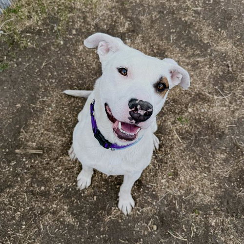 ROMULUS, an adoptable American Staffordshire Terrier in Aurora, CO