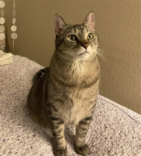PEYTON, an adoptable Domestic Short Hair in Aurora, CO