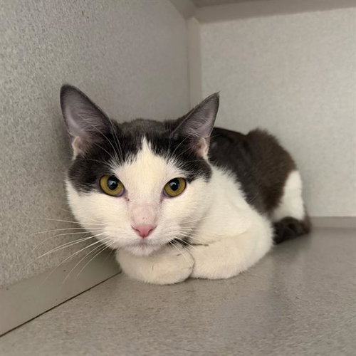 PRINCESS, an adoptable Domestic Short Hair in Aurora, CO
