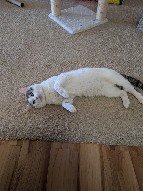 MOZZA, an adoptable Domestic Short Hair in Aurora, CO