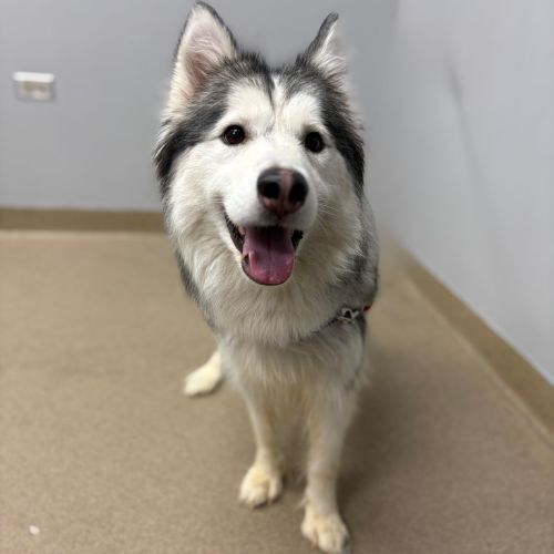 PRINCESS, an adoptable Siberian Husky in Aurora, CO