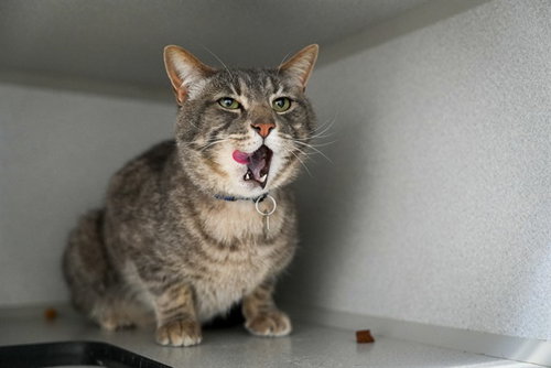 MOWGLI, an adoptable Domestic Medium Hair in Aurora, CO