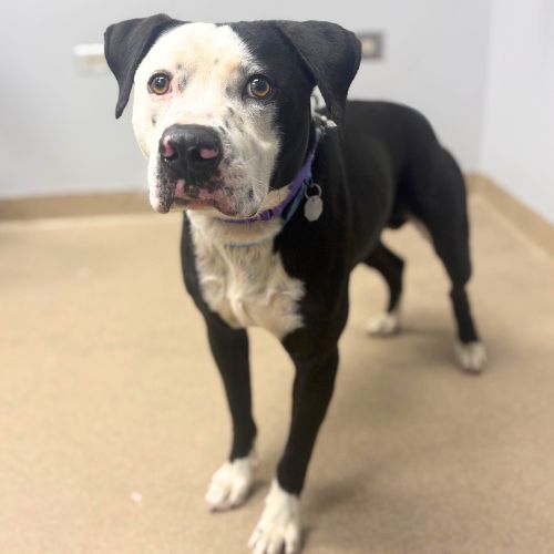 BANDIT, an adoptable Pit Bull Terrier in Aurora, CO