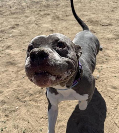 GEMINI, an adoptable Pit Bull Terrier in Aurora, CO