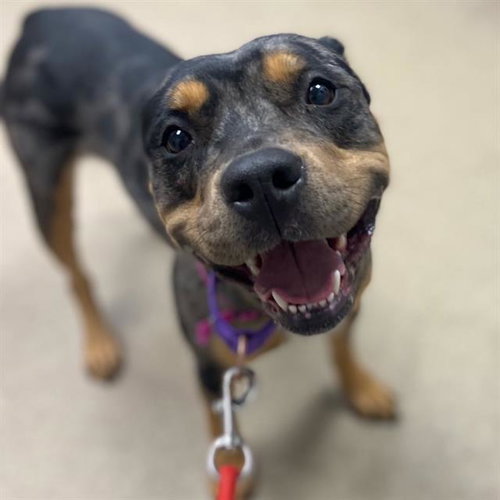 ONYX, an adoptable Pit Bull Terrier in Aurora, CO