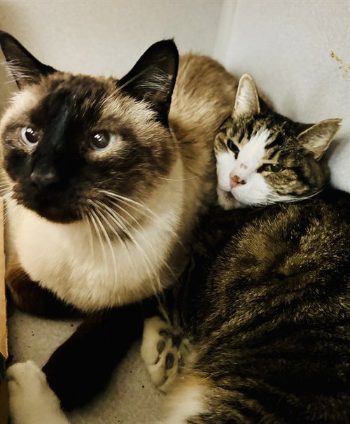 GRAZIE, an adoptable Domestic Short Hair in Aurora, CO