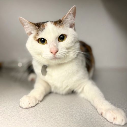 NELLY, an adoptable Domestic Short Hair in Aurora, CO