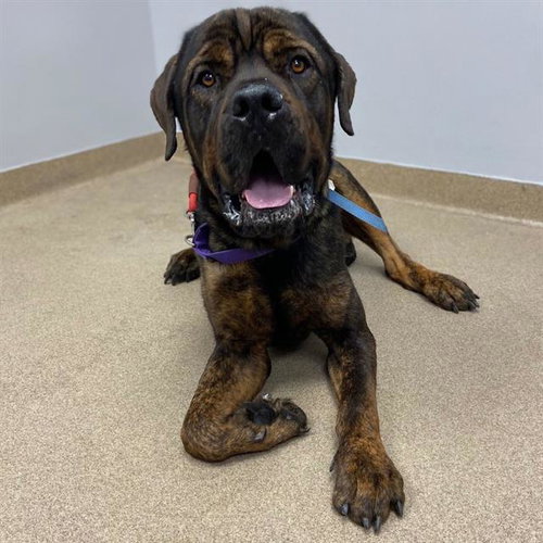 FANG, an adoptable Mastiff in Aurora, CO