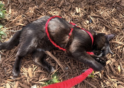 picture of the cat needing adoption