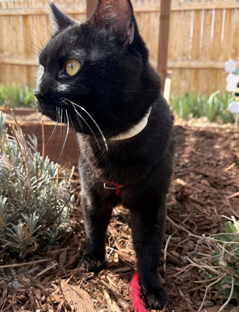 ALFONZO