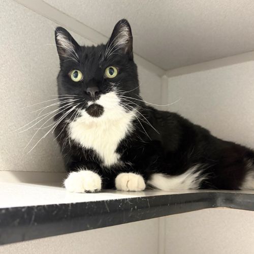 picture of the cat needing adoption
