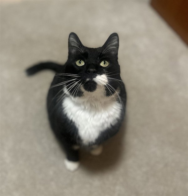 KITTY PURRY