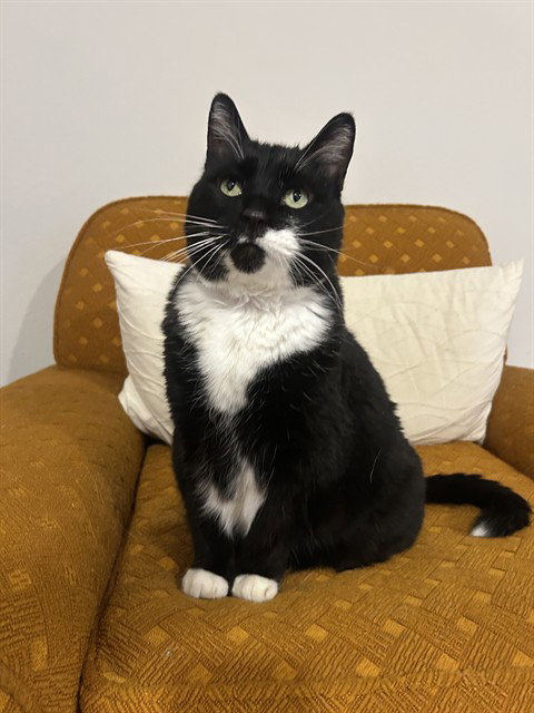 KITTY PURRY, Senior Domestic Short Hair (medium coat), cat for adoption in Denver, Colorado