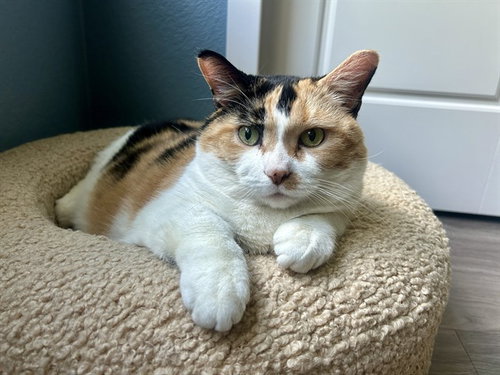 LUCY, an adoptable Domestic Short Hair in Aurora, CO