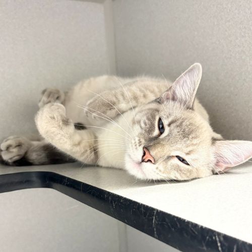 picture of the cat needing adoption