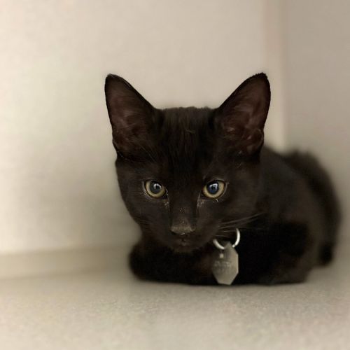 picture of the cat needing adoption