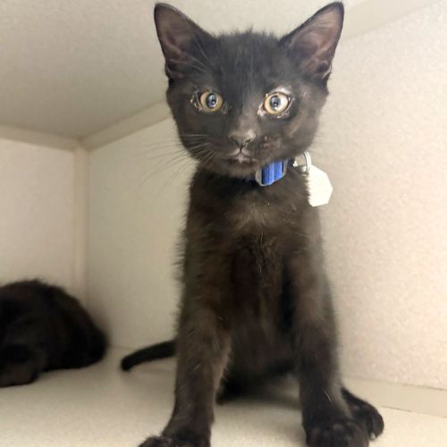 picture of the cat needing adoption