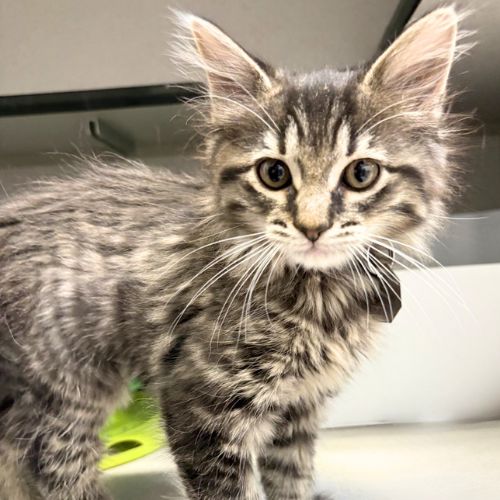 picture of the cat needing adoption