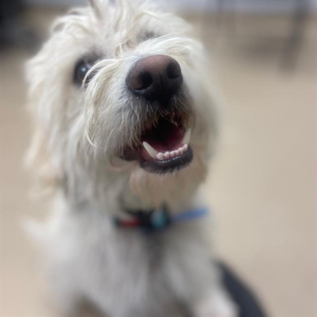 HARVEY