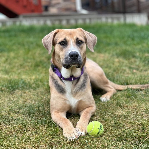 HONEY, an adoptable American Foxhound in Aurora, CO