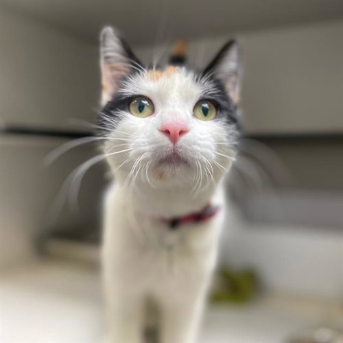 DELPHINI, Adult Domestic Short Hair (medium coat), cat for adoption in Northglenn, Colorado