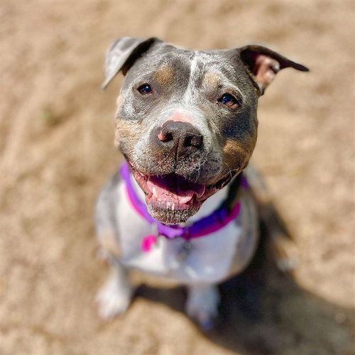 LAYLA, an adoptable Staffordshire Bull Terrier in Aurora, CO