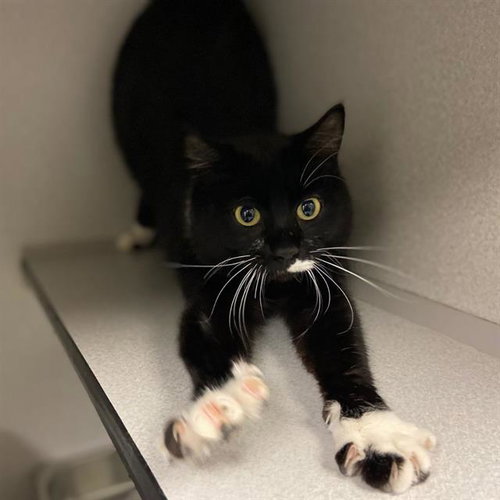 CHERRY, Adult Domestic Short Hair (medium coat), cat for adoption in Denver, Colorado