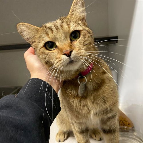 ZARA, Young Domestic Short Hair (medium coat), cat for adoption in Denver, Colorado