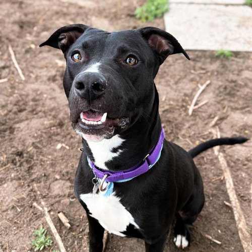 CHARLIE, an adoptable Pit Bull Terrier in Aurora, CO