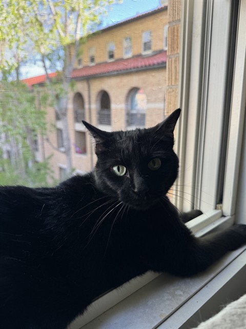 MOON, Senior Domestic Short Hair (medium coat), cat for adoption in Aurora, Colorado