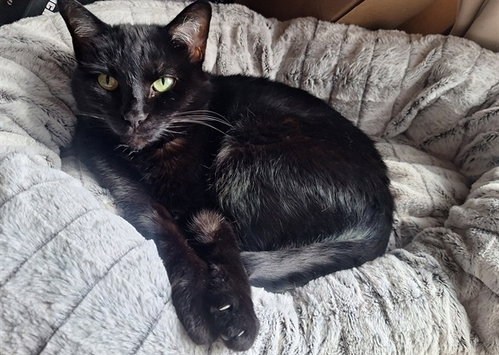 MOON, Senior Domestic Short Hair (medium coat), cat for adoption in Aurora, Colorado