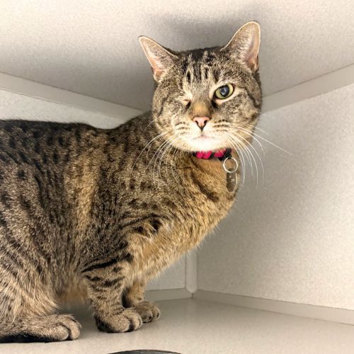 RUBY TUESDAY, Adult Domestic Short Hair (medium coat), cat for adoption in Aurora, Colorado