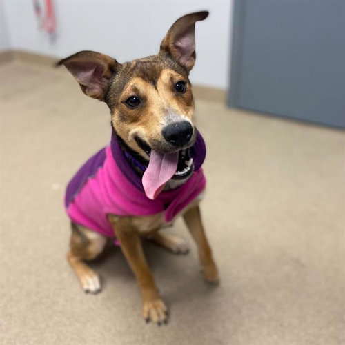 PIA, an adoptable Australian Kelpie in Aurora, CO