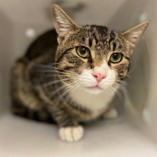 HAROLD, Adult Domestic Short Hair (medium coat), cat for adoption in Aurora, Colorado