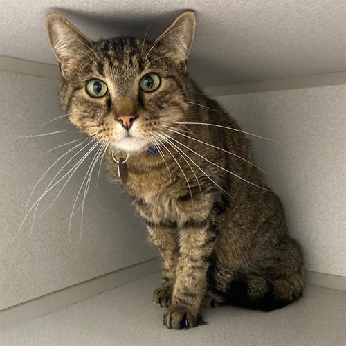 MOONSTONE, Adult Domestic Short Hair (medium coat), cat for adoption in Aurora, Colorado