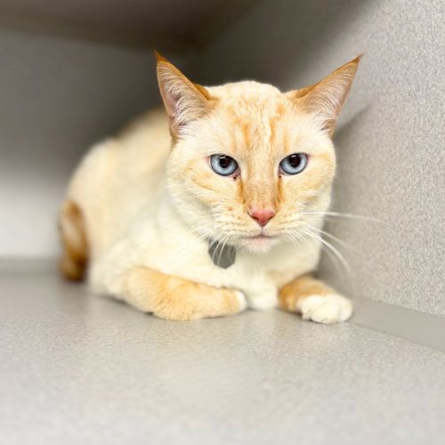 SIMBA, an adoptable Domestic Short Hair in Aurora, CO