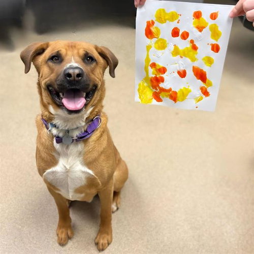 TEDDY, an adoptable Rhodesian Ridgeback in Aurora, CO