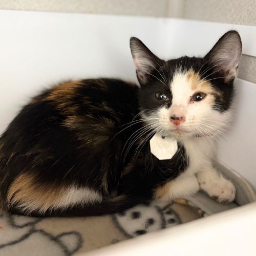TRIXIE, an adoptable Domestic Short Hair in Aurora, CO